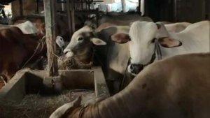 sapi-pmk.jpg