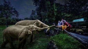 singapore-night-safari.jpg