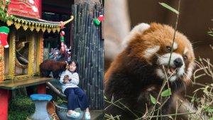 taman-safari-bogor_red-panda.jpg