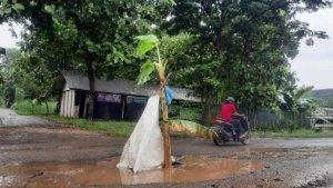 tanam-pohon-pisang-di-jalan-berlubang.jpg