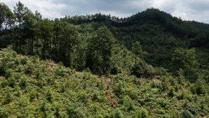 tim-sukarelawan-berpatroli-di-sebuah-kawasan-hutan-di-provinsi-zhejiang.jpg