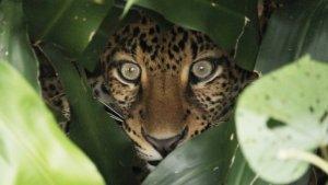 wahyu-seekor-macan-tutul-jawa.jpg