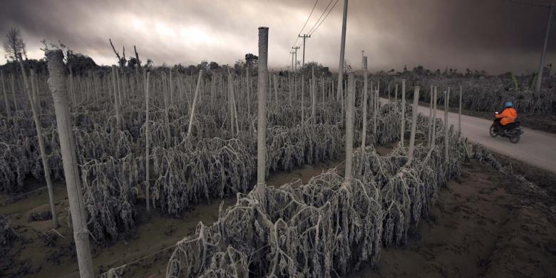 20140118_093147_pertanian-sinabung.jpg
