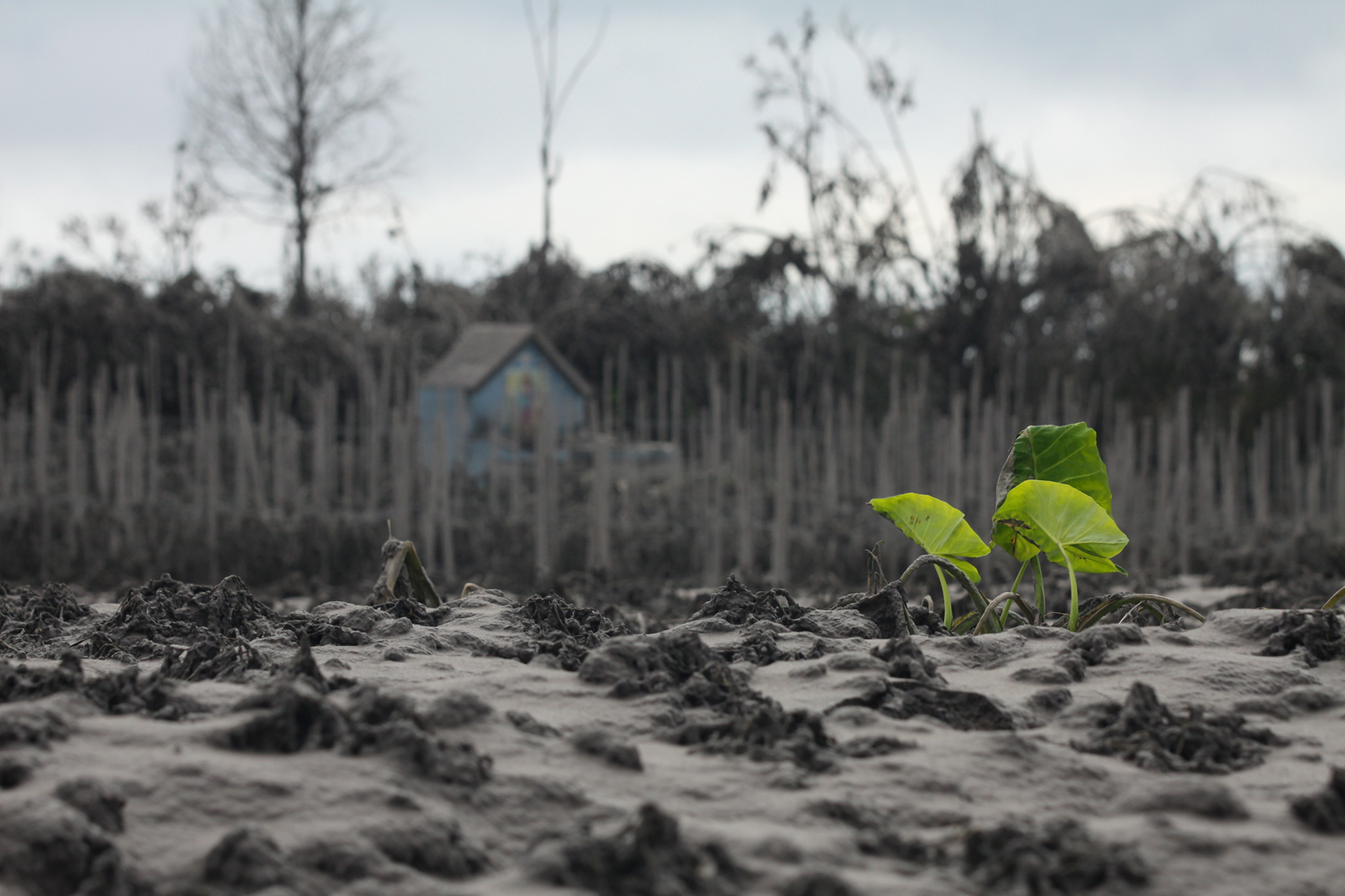 20140119_053309_tertutup-debu-vulkanik-gunung-sinabung.jpg