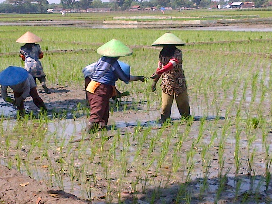 20140603_124741_petani-sedang-menanam-bibit-padi-di-sawah.jpg