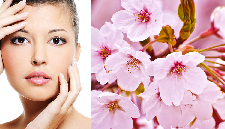 20140612_133519_kecantikan-bunga-sakura.jpg