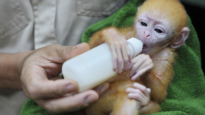 20140621_103404_lutung-unggul.jpg