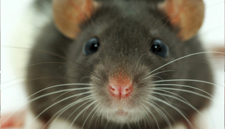 20140911_123200_tikus.jpg