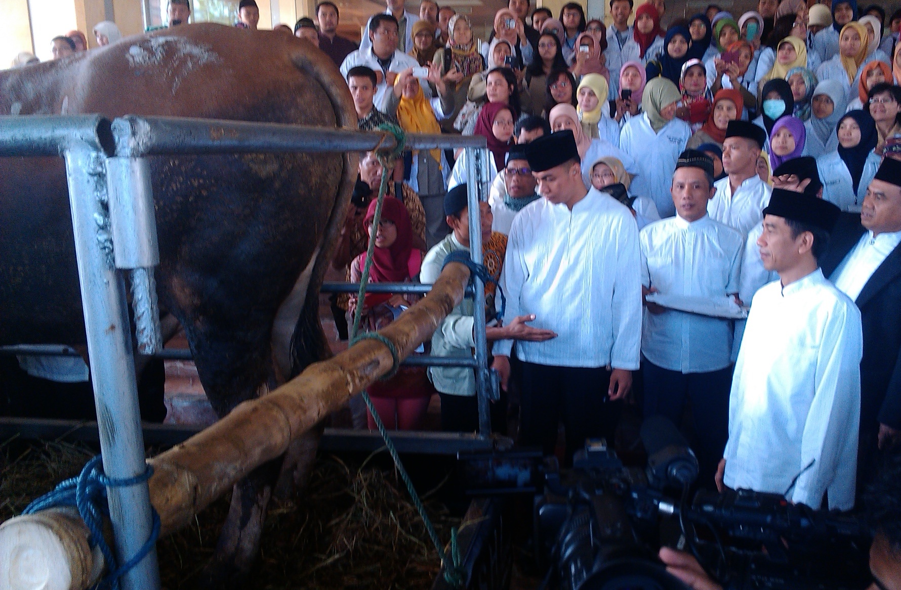 20141005_080618_sapi-jokowi.jpg