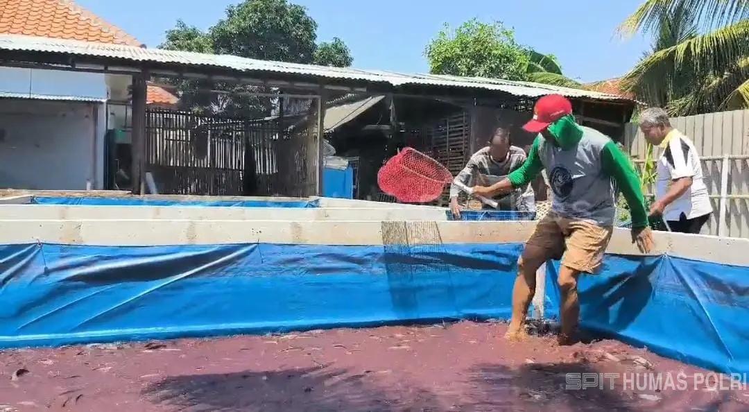 Aiptu Yustar, Polisi Brebes yang Sukses Budidaya Lele dari Lahan Pekarangan