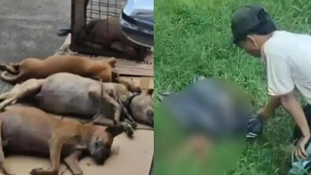 Bocah di Bogor Tewas Digigit Anjing Pemburu Babi Hutan, Dugaan Rabies Diselidiki