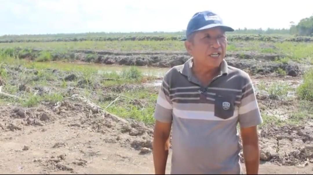 Program Cetak Sawah Kementan Disebut Dorong Perekonomian Petani di Kalimantan Tengah