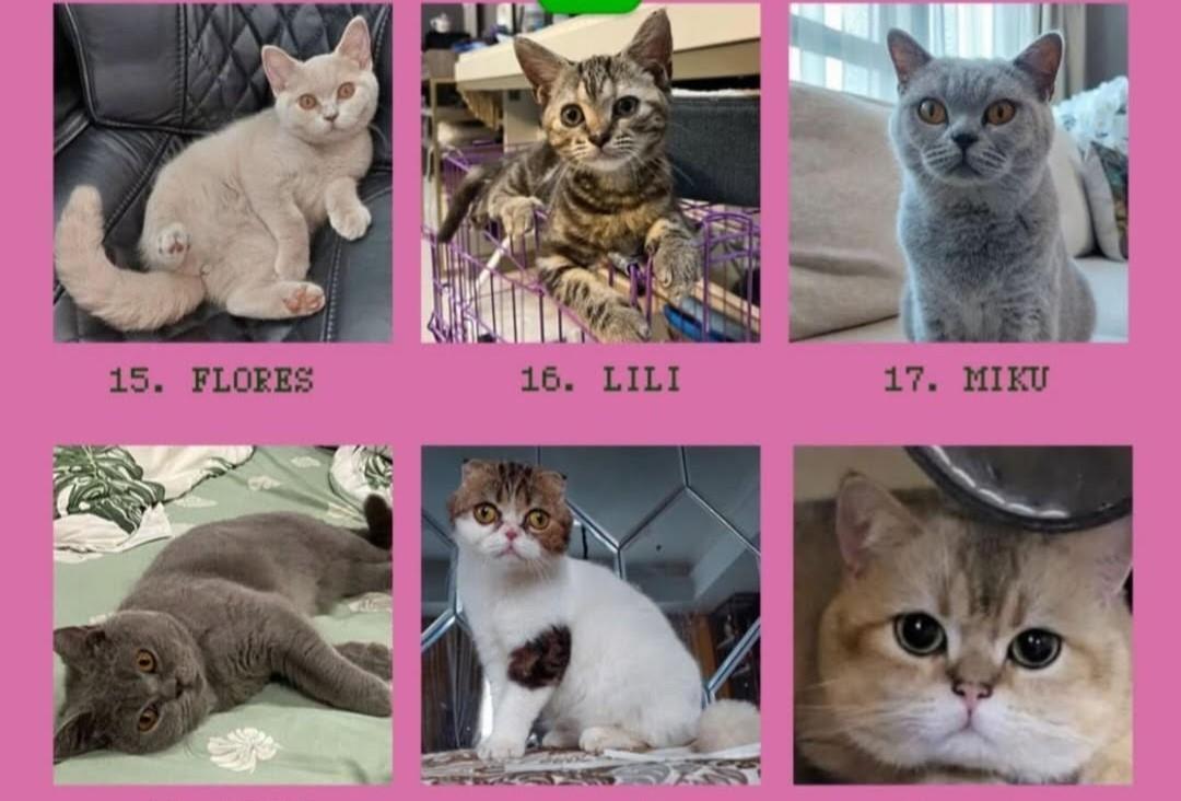 Sherina Selamatkan 9 Kucing Uya Kuya yang Hilang Saat Penjarahan, 11 Masih Misteri