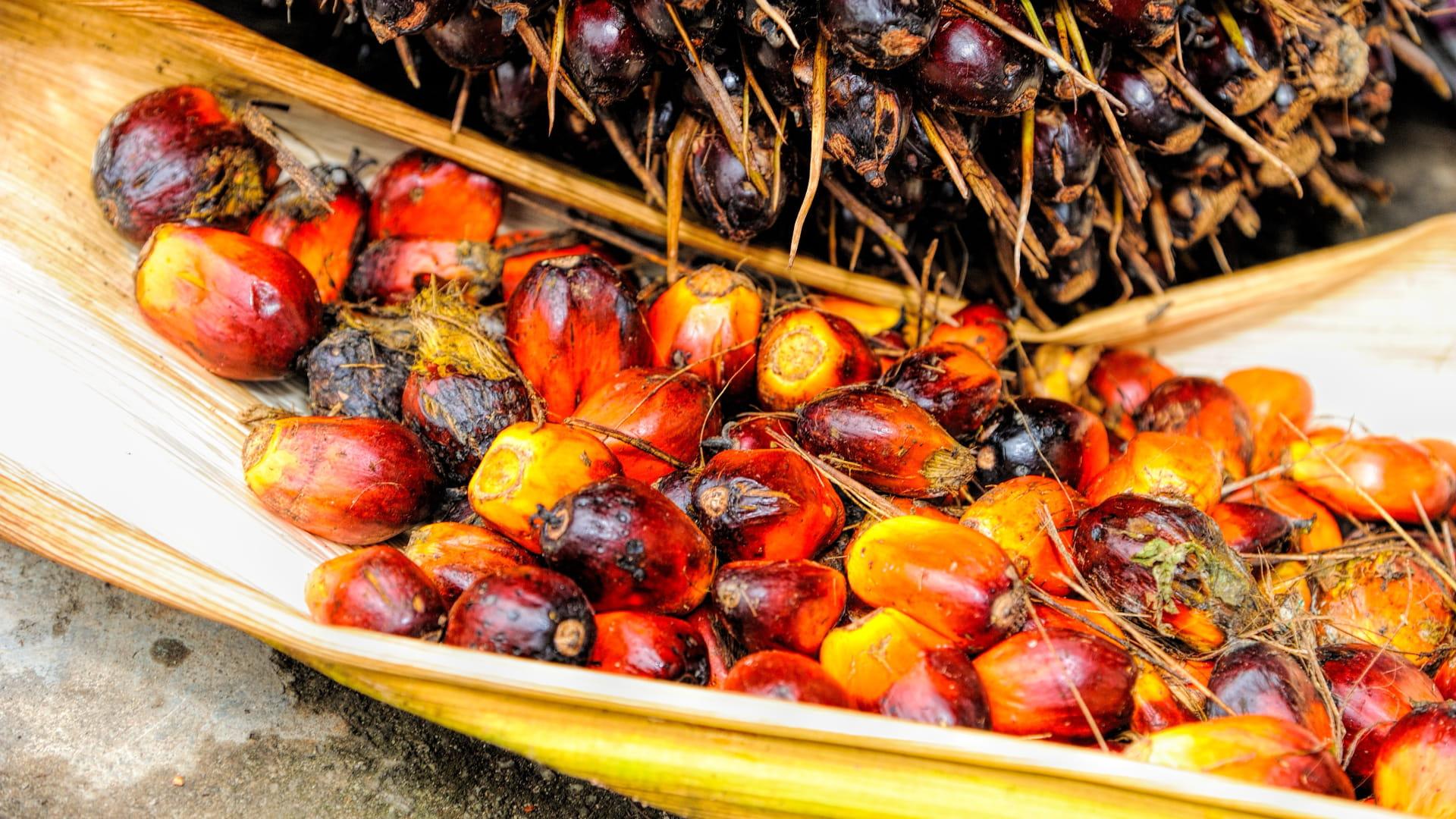 ILUSTRASI - Foto ilustrasi buah sawit yang diunduh dari situs bebas royalti Pixabay. (Pixabay/tk tan)