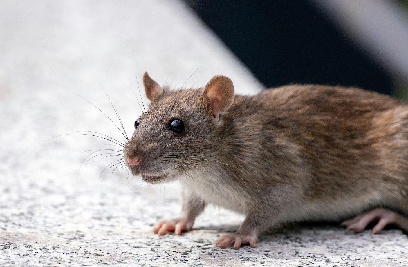 HANTAVIRUS - Foto ilustrasi tikus yang diambil dari situs bebas royalti Pexels. Tiga penumpang kapal pesiar meninggal dunia akibat dugaan wabah hantavirus di Samudra Atlantik.
