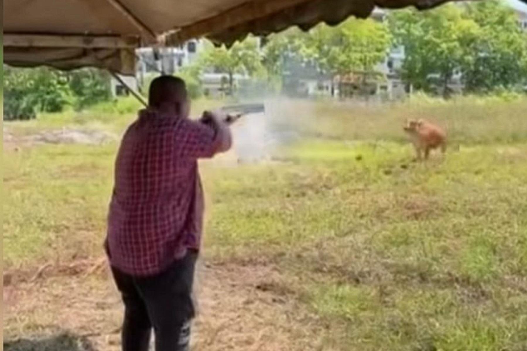 Gubernur-Perlis-Malaysia-tembak-sapi-kurban-pakai-Shotgun.jpg