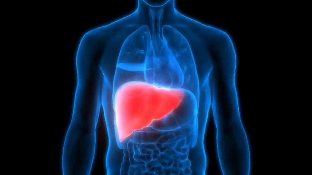 Ilustrasi-organ-hati-liver-sebagai-tempat-cadangan-glukosa-tubuh.jpg