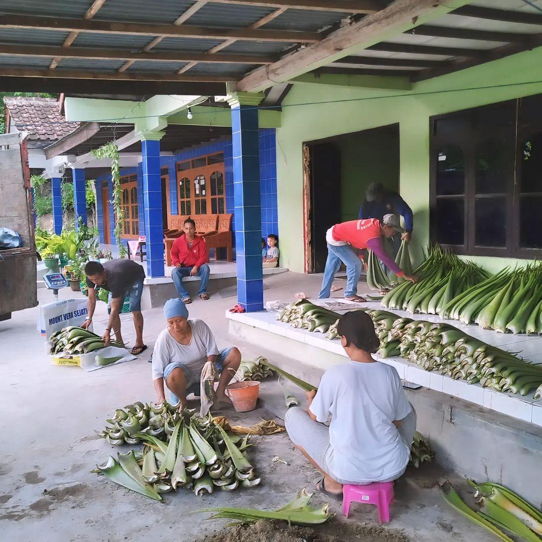Karyawan UD. Mount Vera Sejati sebelum pengolahan lidah buaya