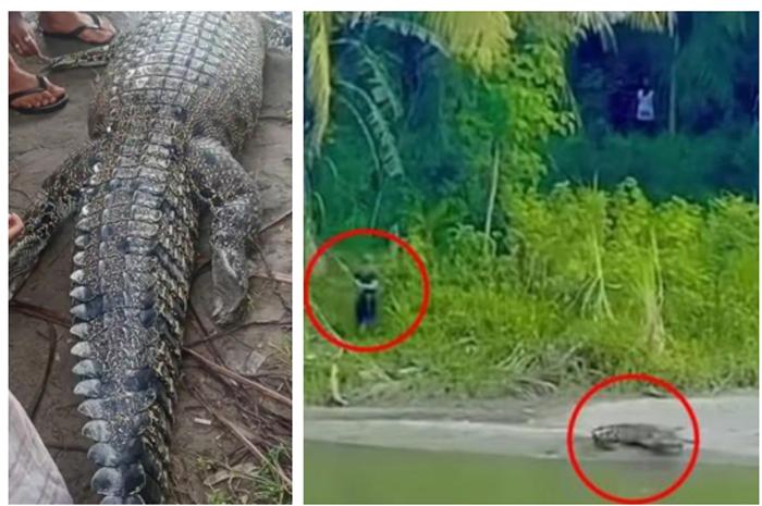 Buaya yang Serang Muhlis hingga Tewas Ditemukan Mati Usai Warga Pasang Umpan Beracun