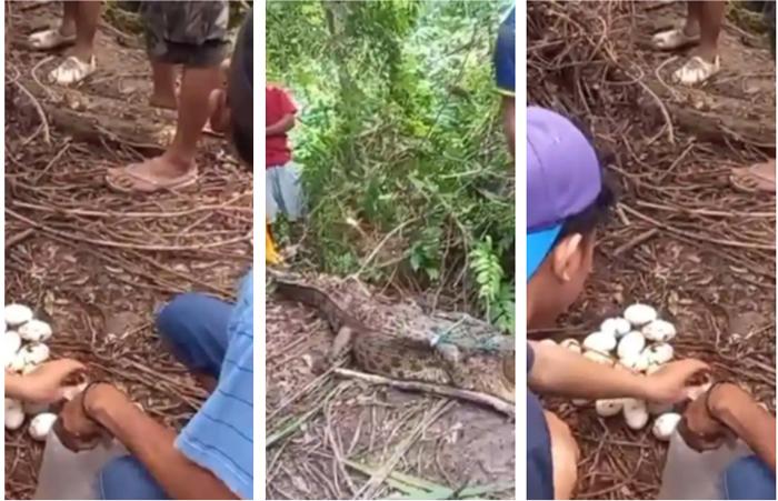 Cerita Evakuasi Buaya dan 38 Telurnya di Dekat Pemukiman Warga ke Penangkaran