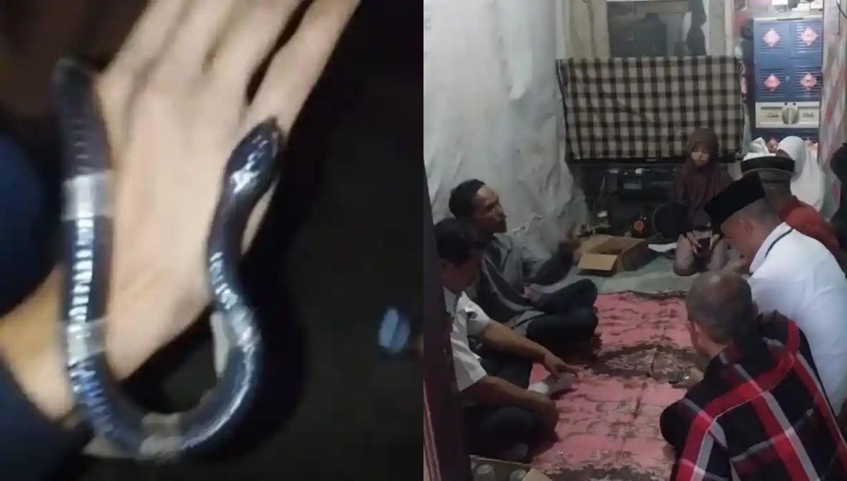 Mainan Ular Berbisa, Remaja di Bogor Tewas dan Temannya Kritis usai Digigit, Video Kejadian Viral