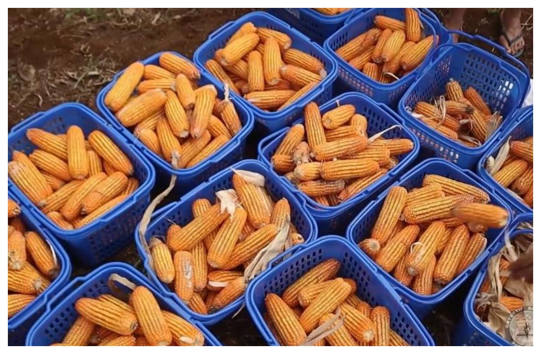 Dukung Ketahanan Pangan Nasional, Panen Raya Jagung 21,1 Hektare Berlangsung di Kalbar