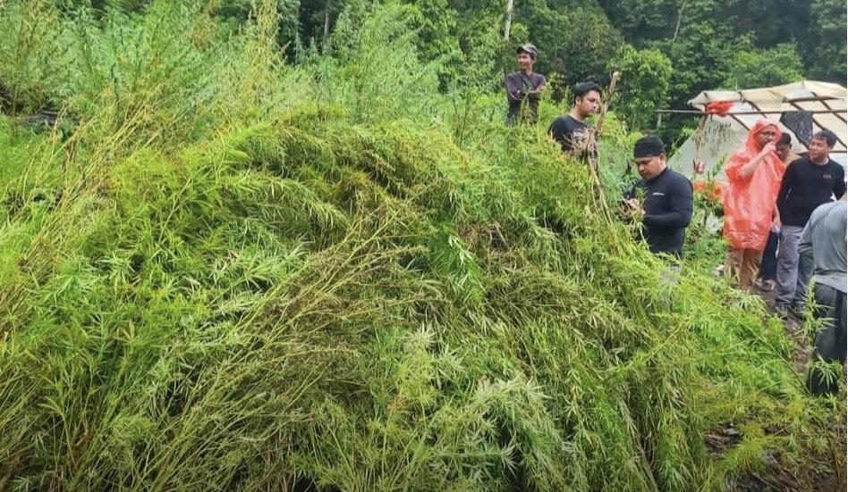 PEMUSNAHAN GANJA - Tim gabungan musnahkan ladang ganja seluas 51,75 hektare yang tersebar pada 26 titik di tiga kecamatan di Kabupaten Gayo Lues, Aceh