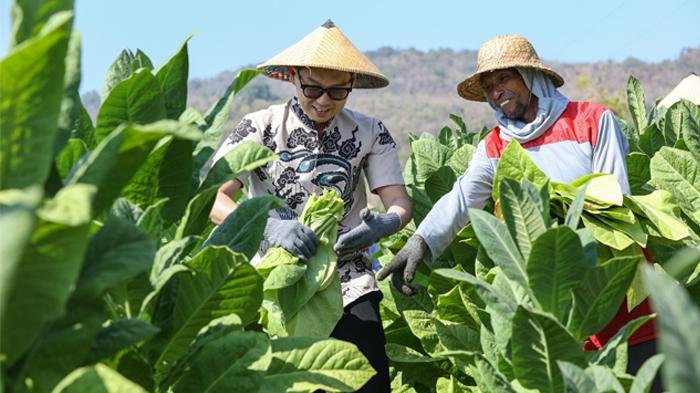 PT-HM-Sampoerna-Tbk-Perkuat-Program-Kemitraan-untuk-Dorong-Kesejahteraan-Petani.jpg