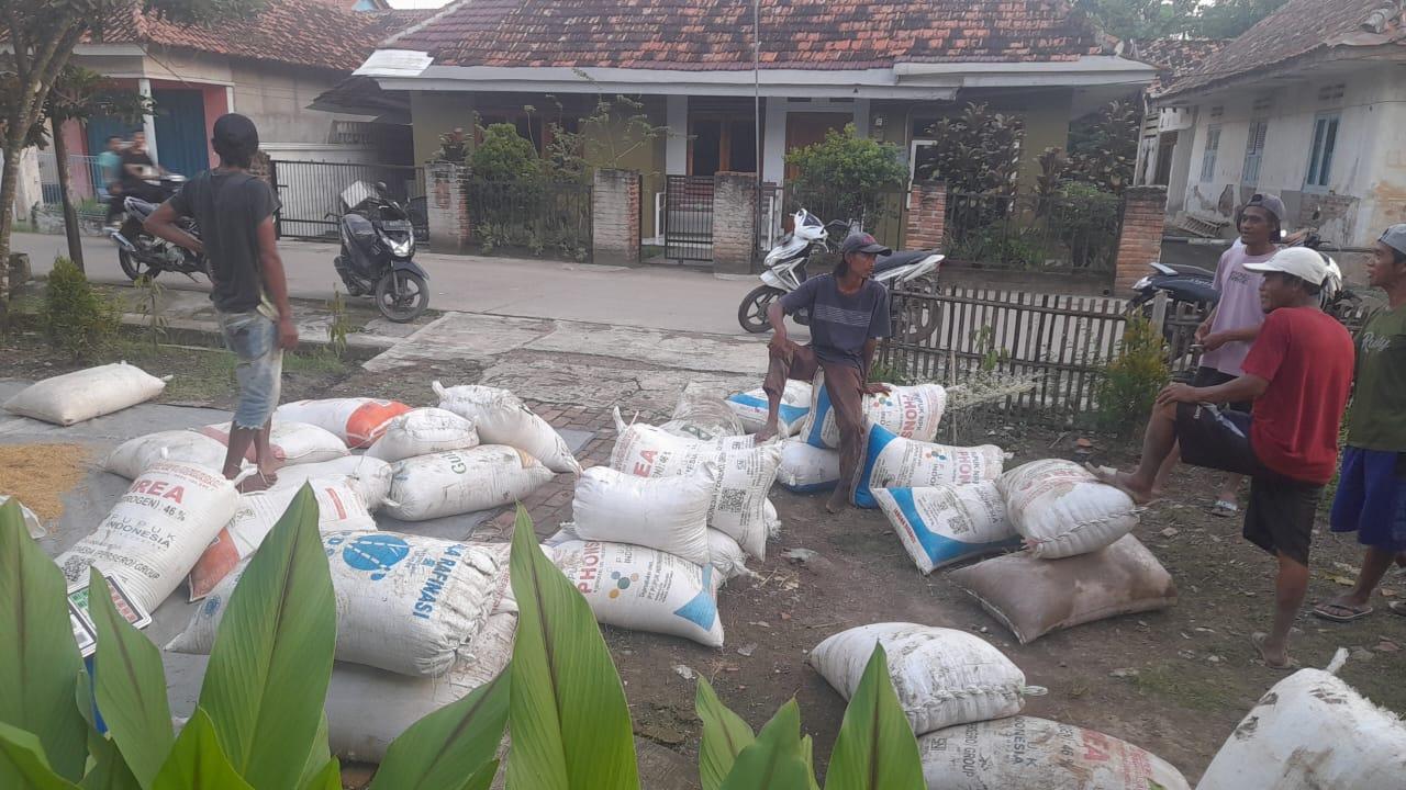 Panen-Padi-di-Kawarang.jpg