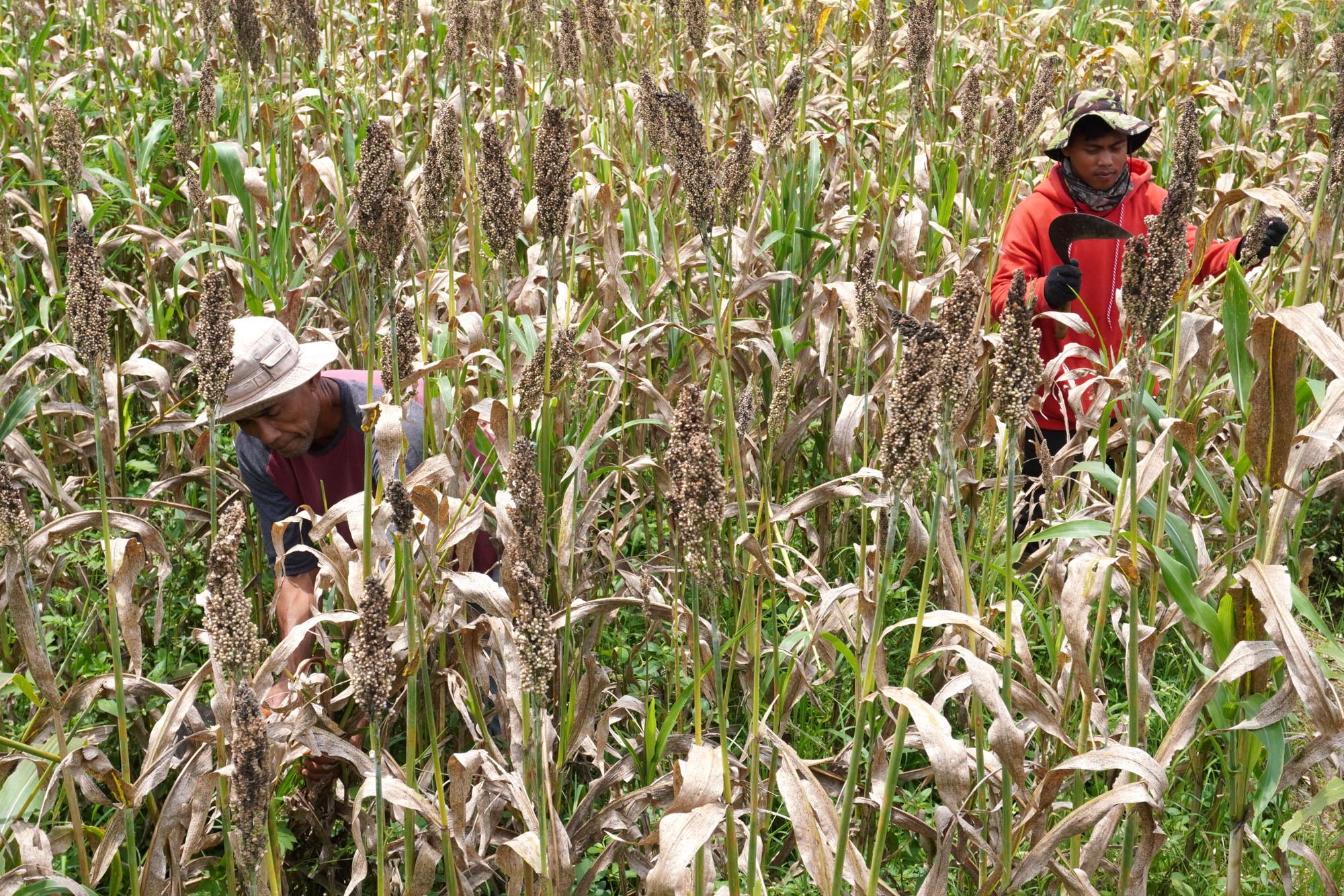 Panen-Sorgum-Bersama-di-Sein-Farm-Bandung_20251127_190904.jpg