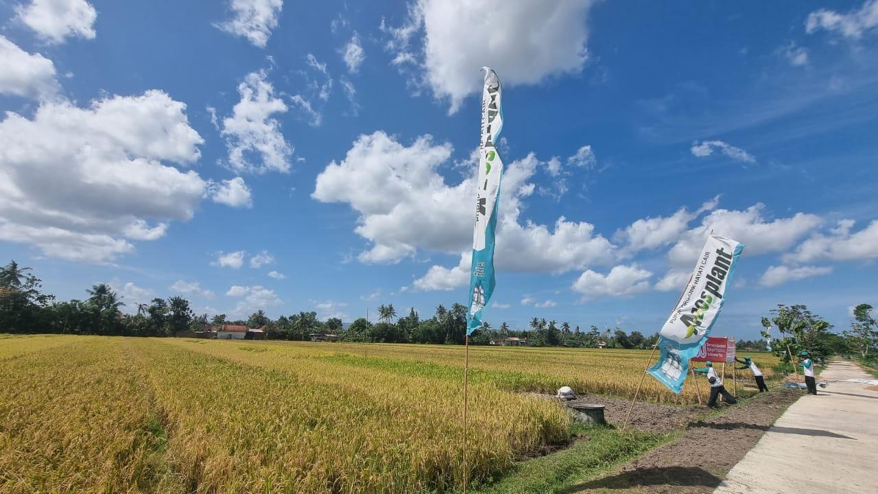 Panen Raya di Subang, Komunitas 10 Ton Capai Produktivitas Dua Kali Lipat Nasional