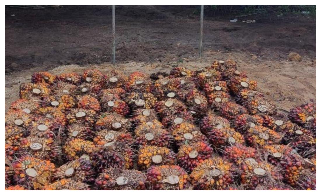 Panen-tandan-buah-segar-kelapa-sawit-TBS.jpg