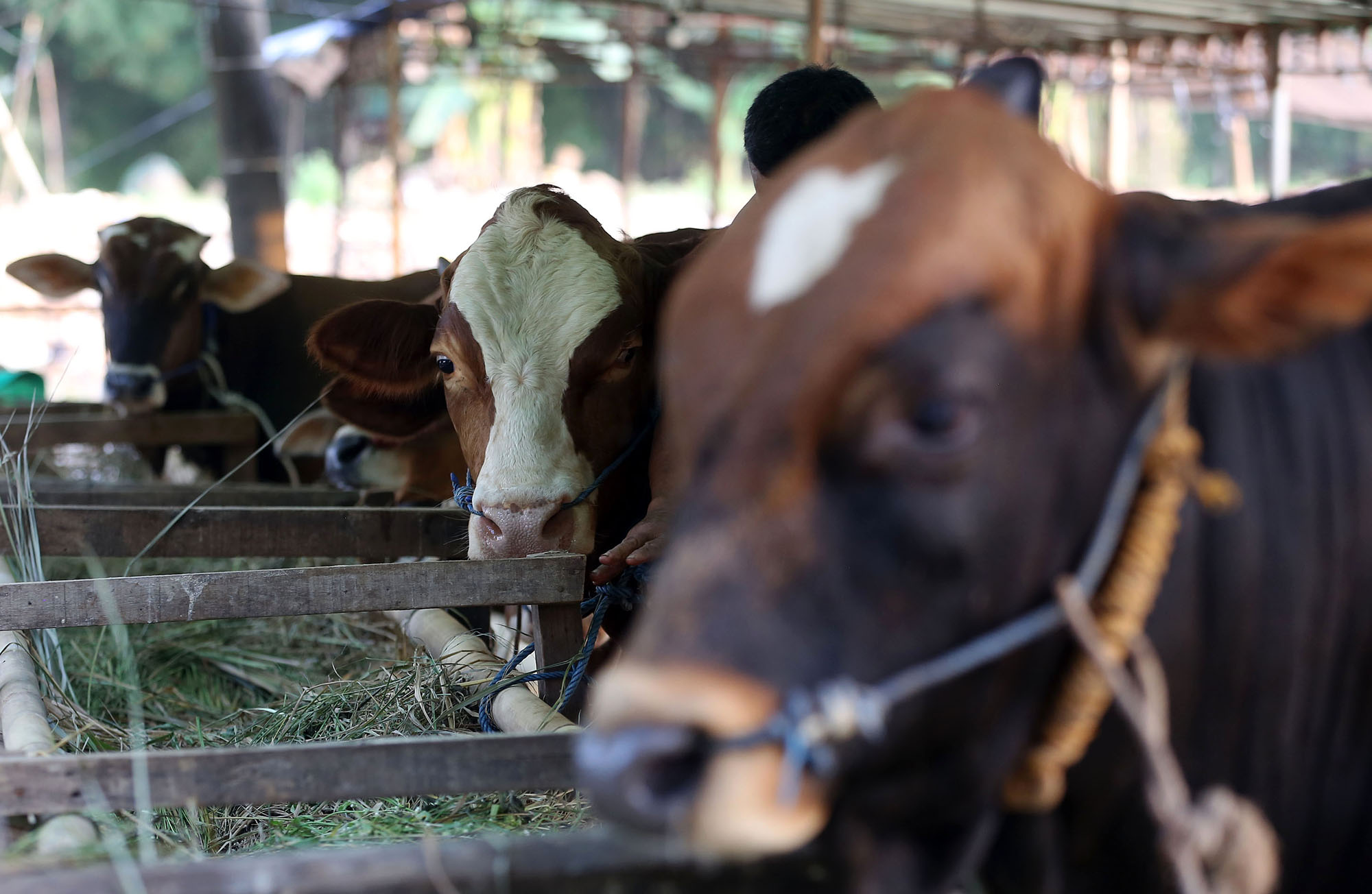 Cara Membedakan Daging Kurban Sapi dan Kambing saat Idul Adha