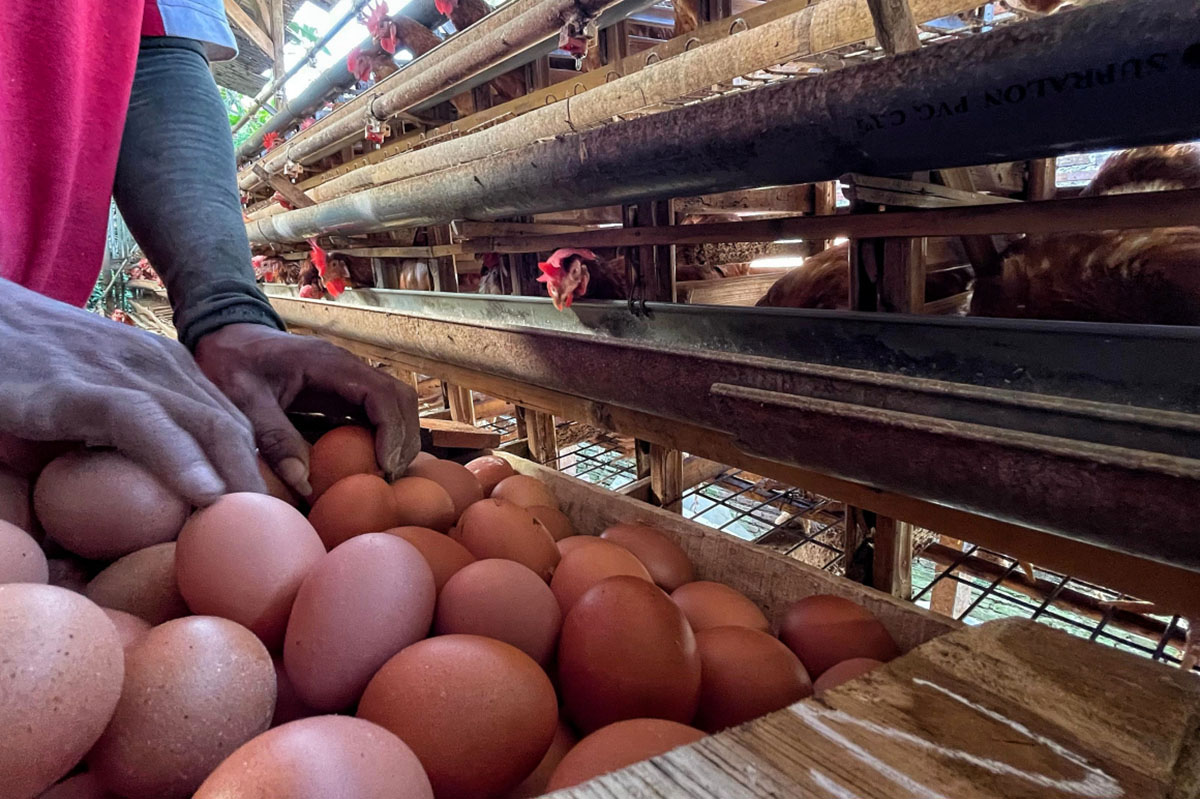 Peternak-Telur-Ayam-Keluhkan-Harga-Yang-Turun_20250429_162658.jpg