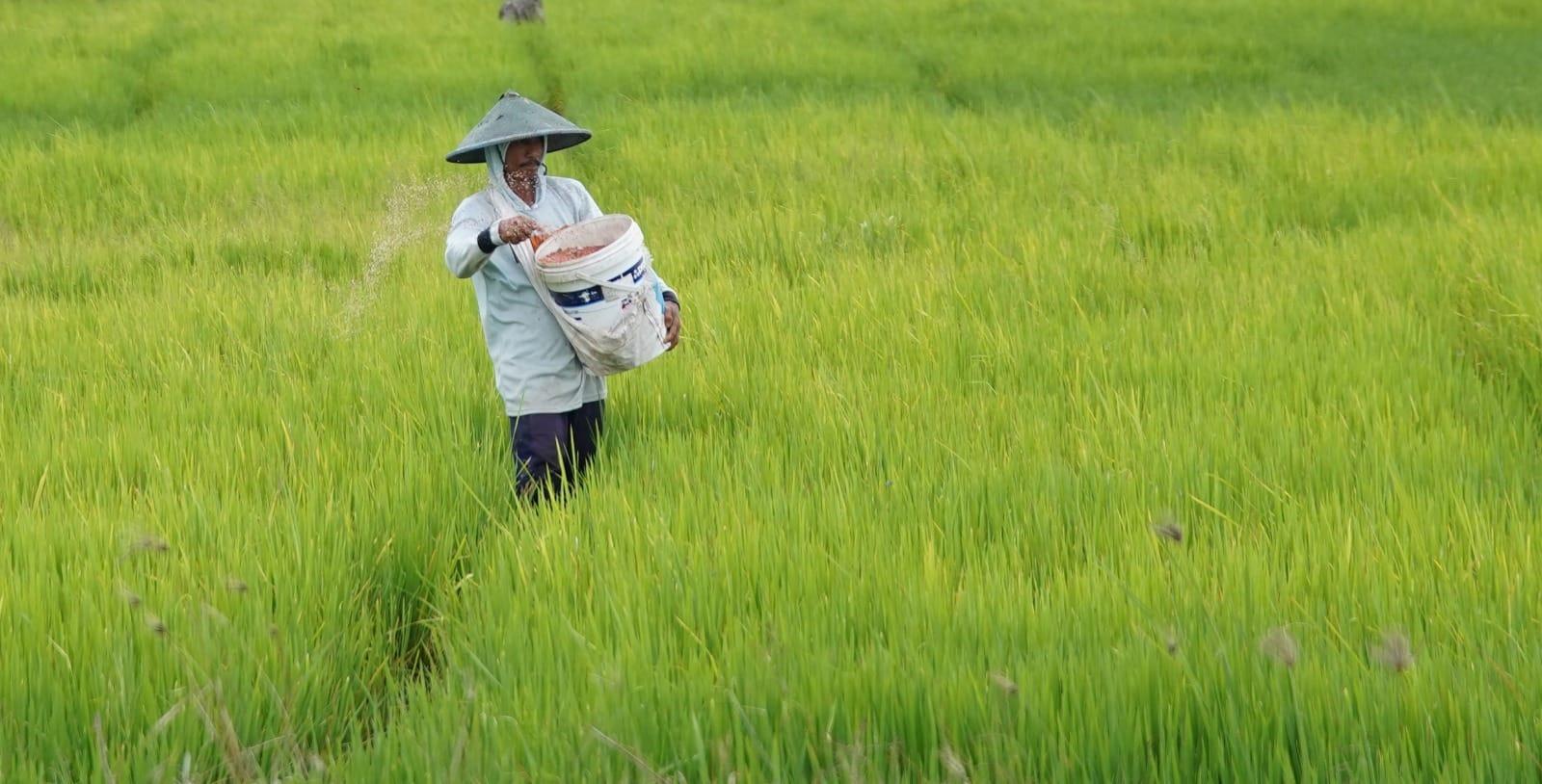 Produksi Beras Jan-Nov 2025 Diperkirakan Mencapai 33,19 Ton, Makin Sesuai Prediksi FAO dan USDA