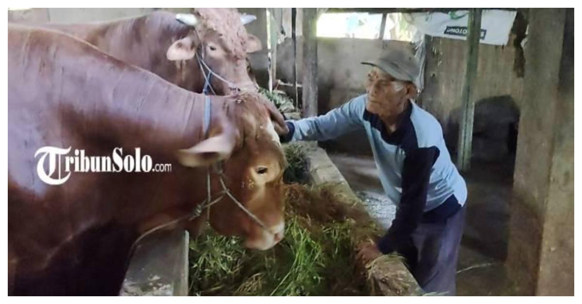 SAPI PRESIDEN - Glendoh, sapi jenis Limosin dengan berat 9 kuintal milik Hadi Sumanto (84) warga Dukuh Tugu, RT 1, RW 12, Desa Tangkil, Kecamatan/Kabupaten Sragen, dibeli Presiden RI Prabowo Subianto untuk hewan kurban, senilai Rp 80 juta, Rabu (13/5/2026).