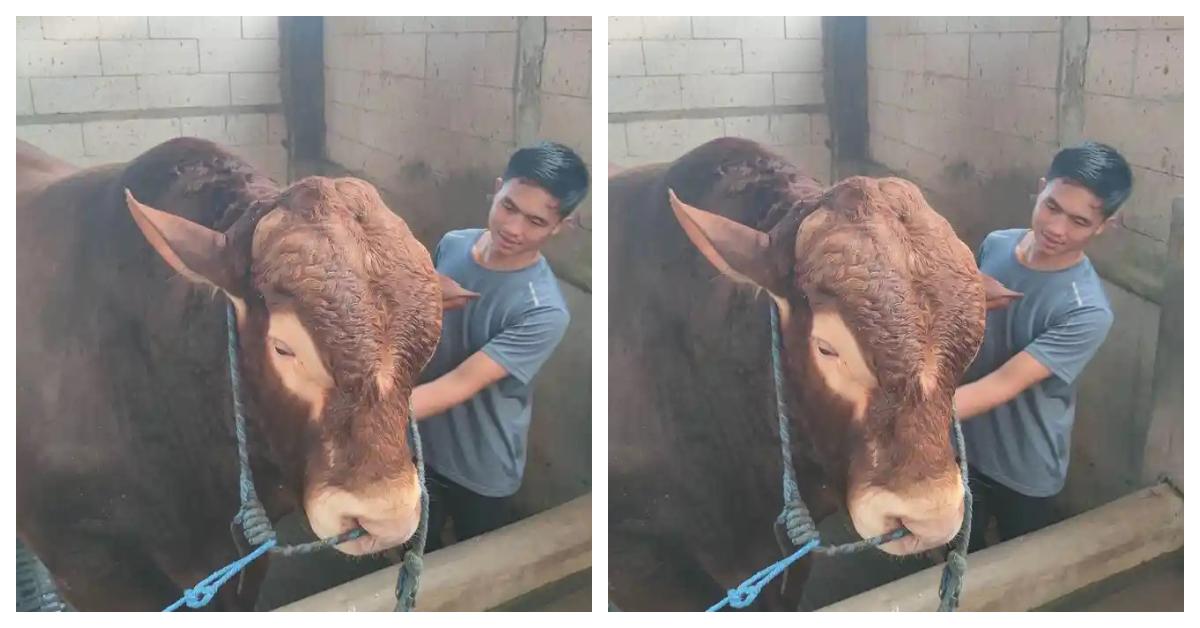 Sapi-Kurban-Prabowo-dari-nganjukr3.jpg