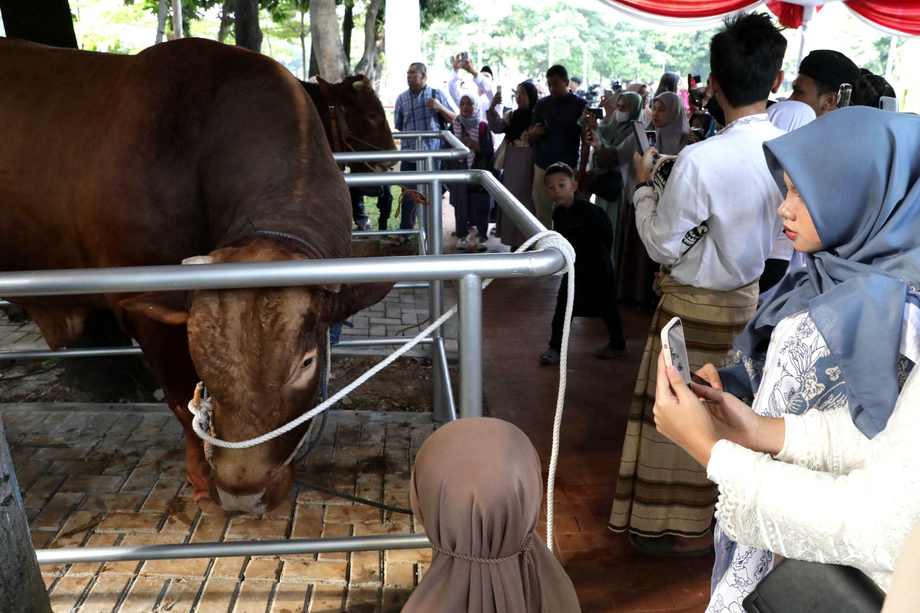 Sapi-Kurban-Presiden-dan-Wapres-di-Masjid-Istiqlal_20250606_130602.jpg