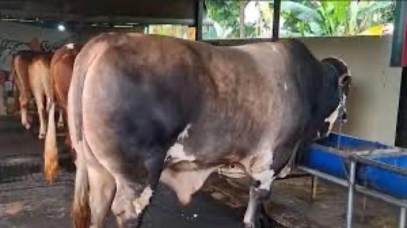 Sapi-Panjul-milik-peternak-Tangsel-terpilih-jadi-hewan-kurban-Presiden-Prabowo.jpg