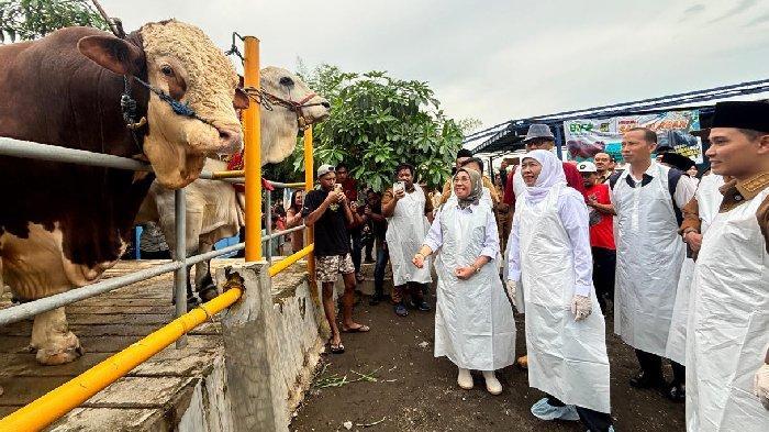 Sapi Kurban Presiden Prabowo Jenis Simental, Berbobot 1,1 Ton Julukannya 'Mas Bro'