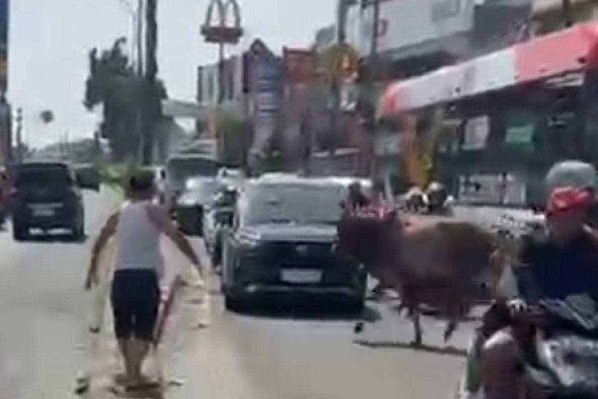 Seekor-sapi-qurban-sempat-lepas-dan-berlari-ke-jalan-raya.jpg