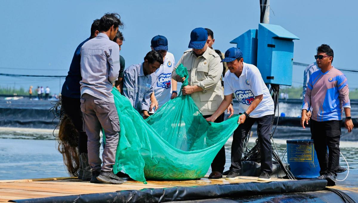 Seskab: Udang Berpotensi Jadi Kekuatan Baru Ekonomi Indonesia