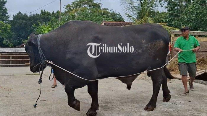 SAPI KURBAN PRABOWO - Peternak asal Desa Toyogo, Suraji mengirimkan sapi kurban Presiden Prabowo ke Desa Gilirejo Baru, Kecamatan Miri, Kabupaten Sragen, Senin (9/6/2025).