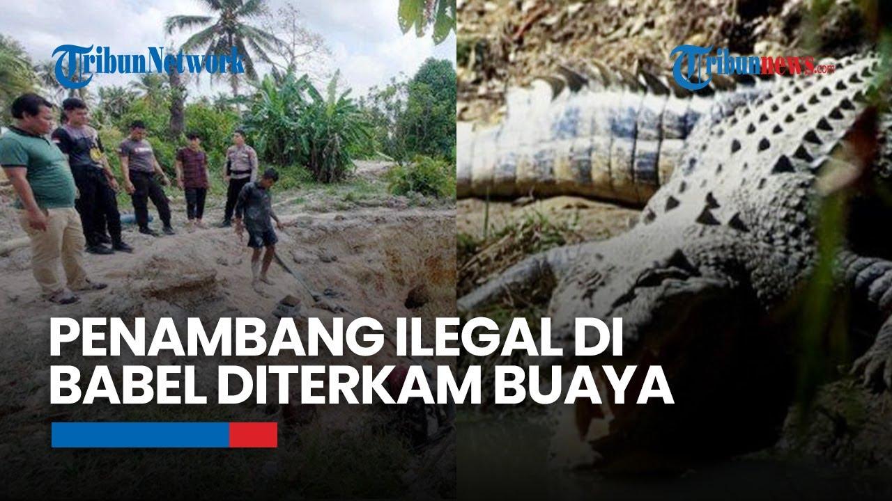 VIDEO Konflik Panjang Buaya Dan Manusia Akibat Penambangan Timah Ilegal