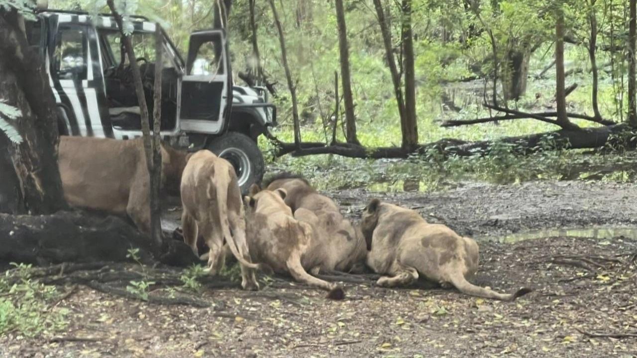 Viral Video Petugas Kebun Binatang di Thailand Tewas Dikeroyok Singa, Saksi Ungkap Kejanggalan