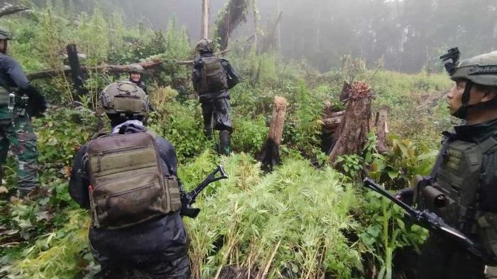 TNI-temukan-ladang-ganja-seluas-5000-meter-persegi-di-pegunungan-bintang-papua.jpg