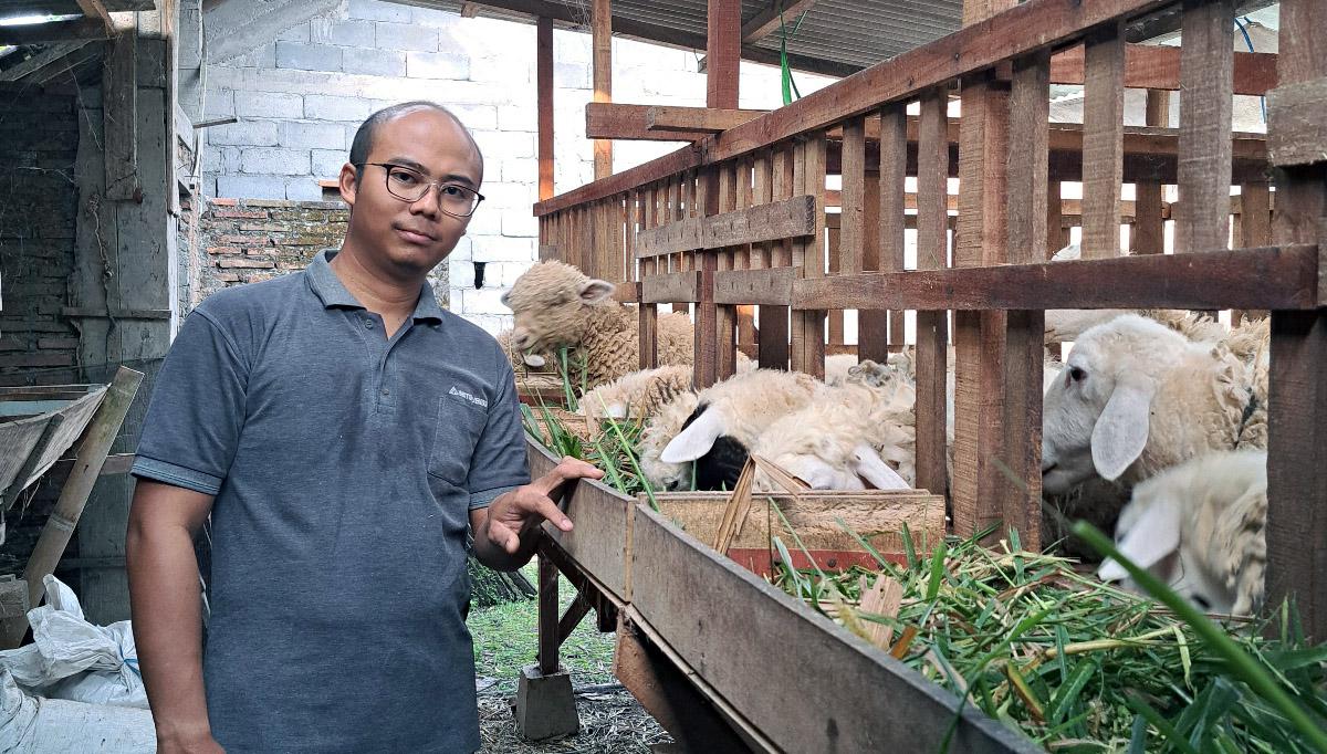 Tekad Pemuda Lereng Merbabu Merintis Bisnis Domba Kurban, Jadikan KUR BRI Teman Berjuang