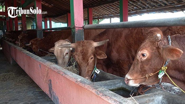 Pria NTB Menangis 16 Ekor Sapinya Belum Dibayar Sejak 2024, Kades Mander Ngaku Tertipu Rekan Bisnis