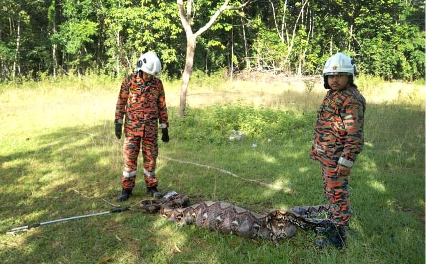 Tim-damkar-JBPM-Kuala-Krai-saat-menangkap-ular-piton-yang-memakan-tiga-kambing.jpg
