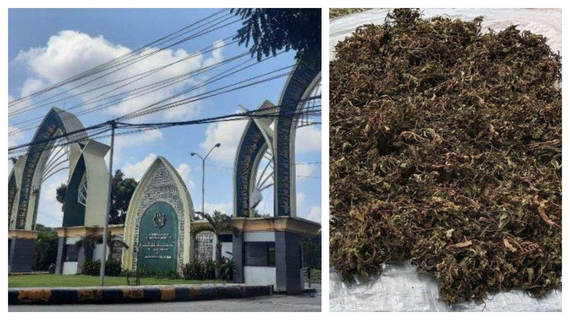 UIN-Suska-Riau-dan-ilustrasi-ganja-kering-kolase.jpg